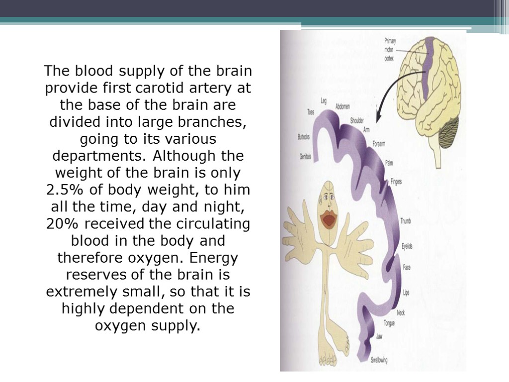 The blood supply of the brain provide first carotid artery at the base of